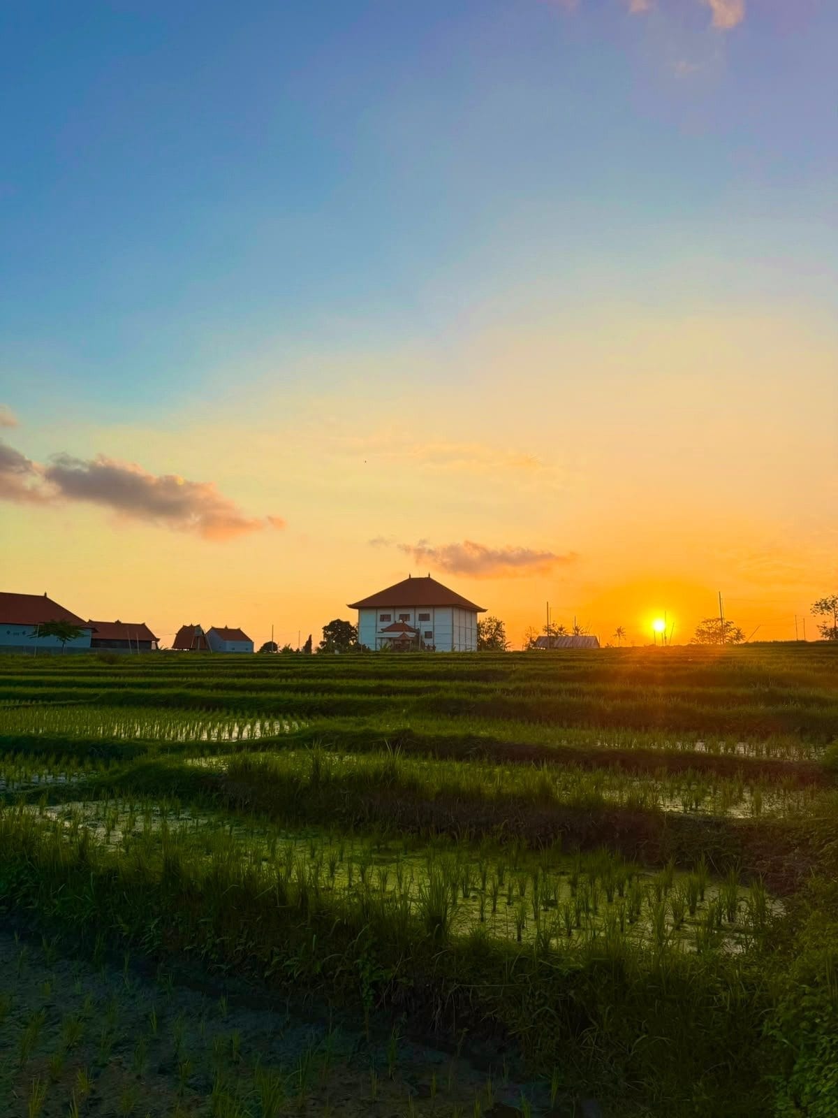 Sunset over rice fields near a Clarity Homes Bali villa