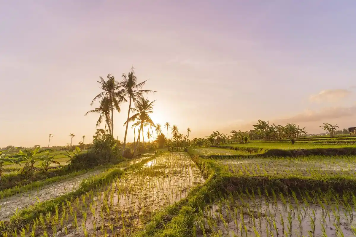 Palms above green rice fields in warm evening light