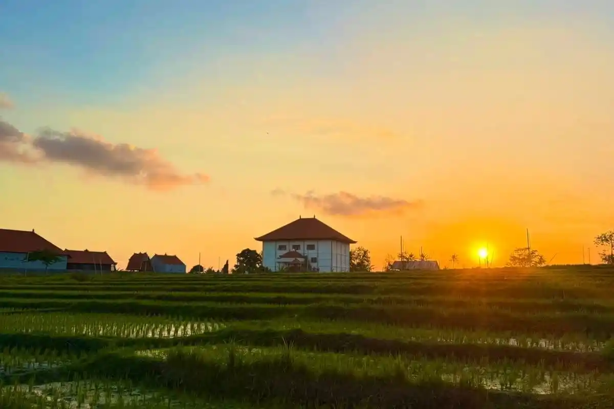 Rice fields and buildings under a golden sunset